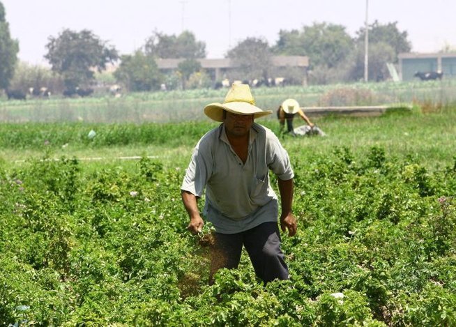 Agricultores valle del Tambo. Foto: Correo