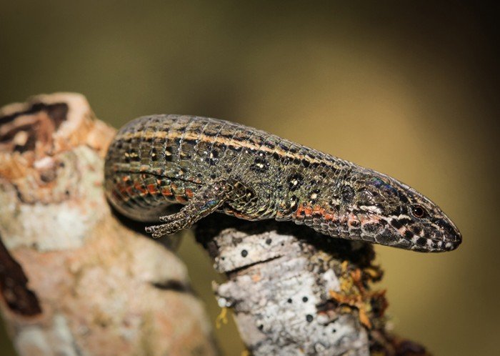 nueva especie lagartija Sernanp2