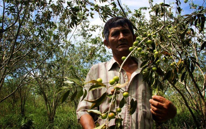 Agrobiodiversidad Loreto_SPDA