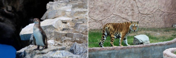 tigre_parque_leyendas_municipalidad_lima_004