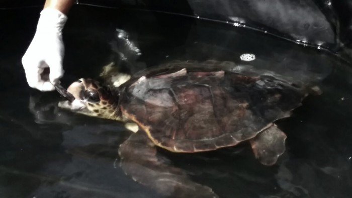 TORTUGA caretta caretta