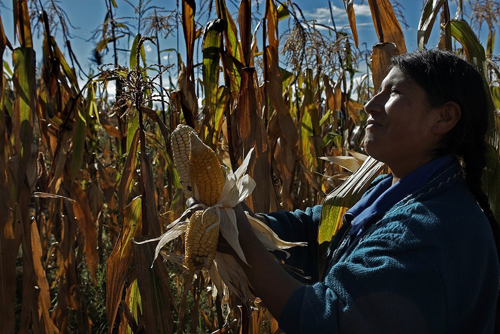 Agricultora maíz_transgénicos. Foto: Thomas Müller - SPDA