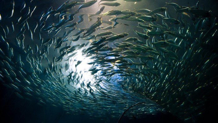 Anchovy swarm in the overhead tank at the Aquarium of the Bay, San Francisco