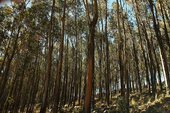 Bosque de Eucalipto en Melga, Cochabamba