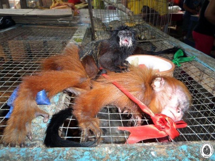 fauna_silvestre_trafico_actualidad_ambiental_npc_3