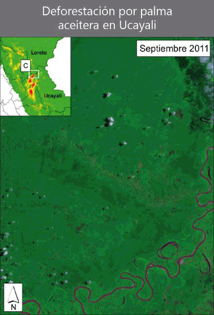 deforestacion-por-palma-ucayali