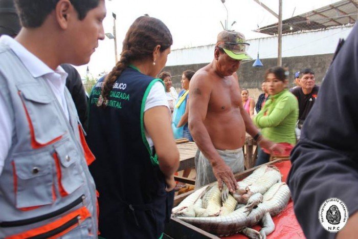 ucayali_pucallpa_trafico_fauna_actualidad_ambiental_2