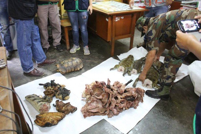 ucayali_pucallpa_trafico_fauna_actualidad_ambiental_4