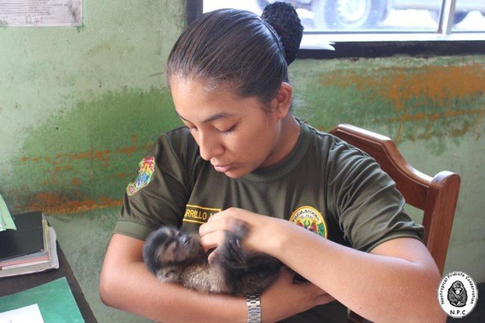 ucayali_pucallpa_trafico_fauna_actualidad_ambiental_8
