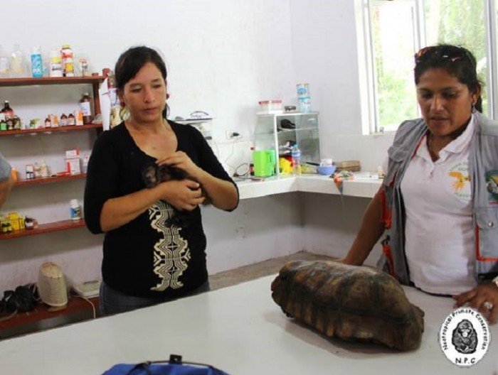 ucayali_pucallpa_trafico_fauna_actualidad_ambiental_9