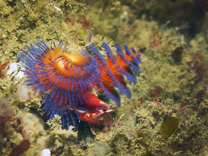 Punta Sal_Pacífico Tropical_Yuri Hooker