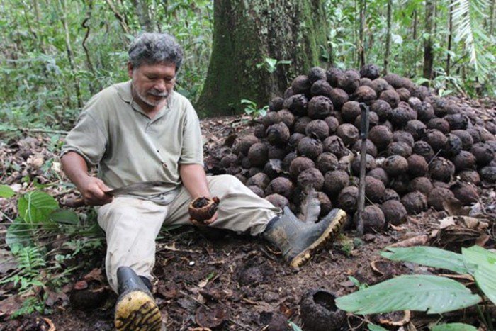 castana_actualidad_ambiental_madre_de_dios_07