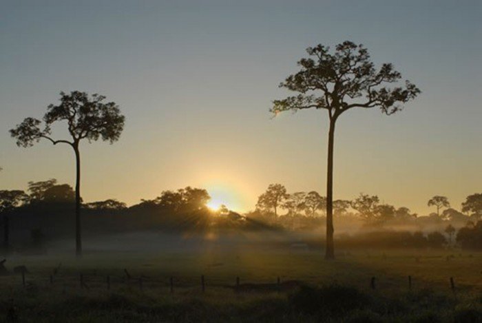 castana_actualidad_ambiental_madre_de_dios_08