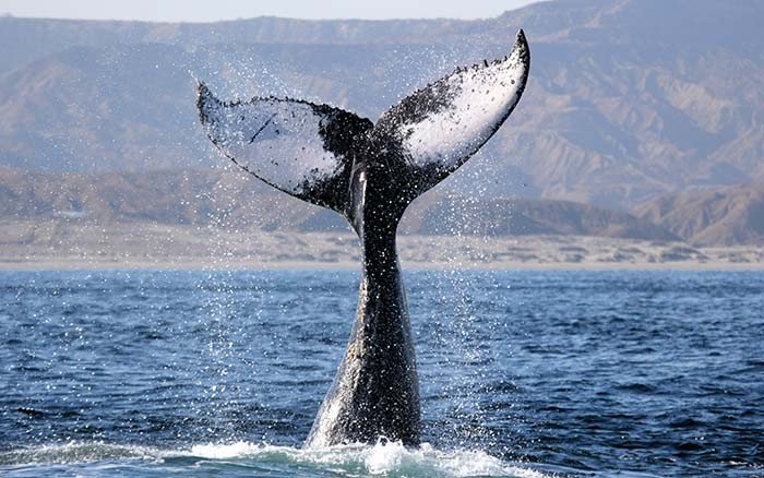 ballena-Pacifico-Adventures