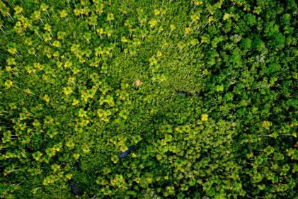 Yaguas, belleza y biodiversidad