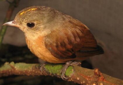 Yaguas, belleza y biodiversidad