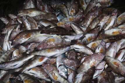 04 pacifico tropical