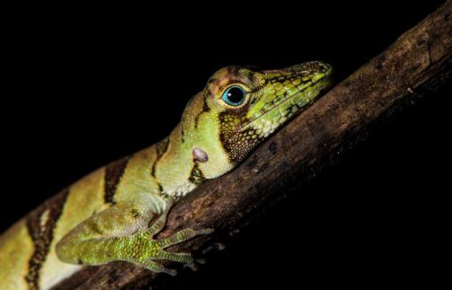 Yaguas, belleza y biodiversidad