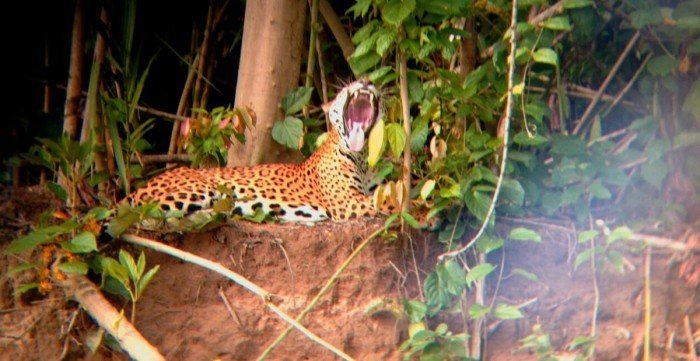 Fauna de Amarakaeri. Foto ECA RCA