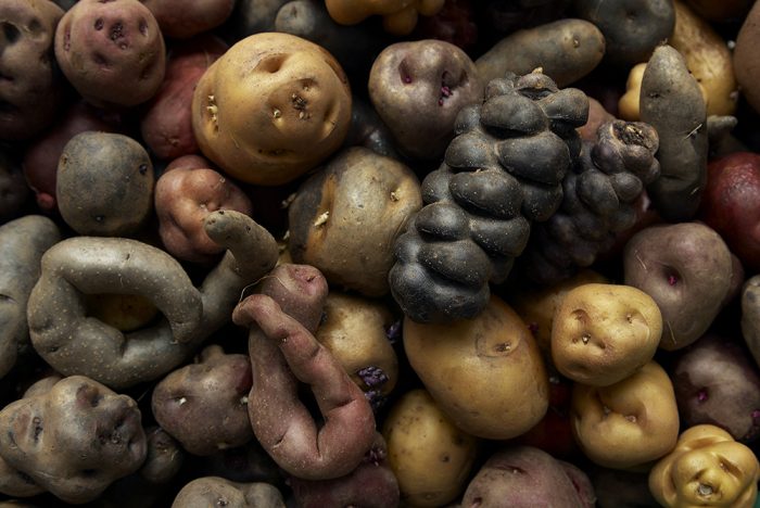 Einheimische Kartoffel aus dem Bestand des International Potato Center in Lima, Peru