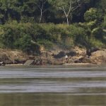 Minería ilegal_dragas_río Madre de Dios 10