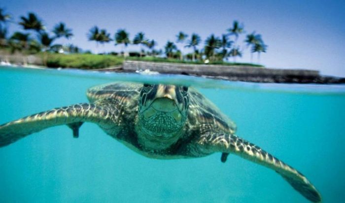 00093-sea-turtle-web