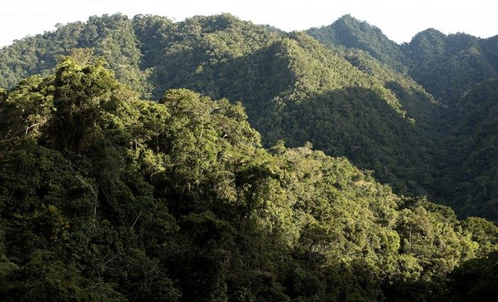 800_bosques_actualidad_ambiental_osinfor-700x425