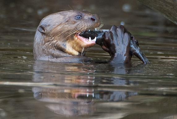 El lobo de río es una de las especies emblemáticas de la Reserva Nacional Tambopata. Foto: Sernanp