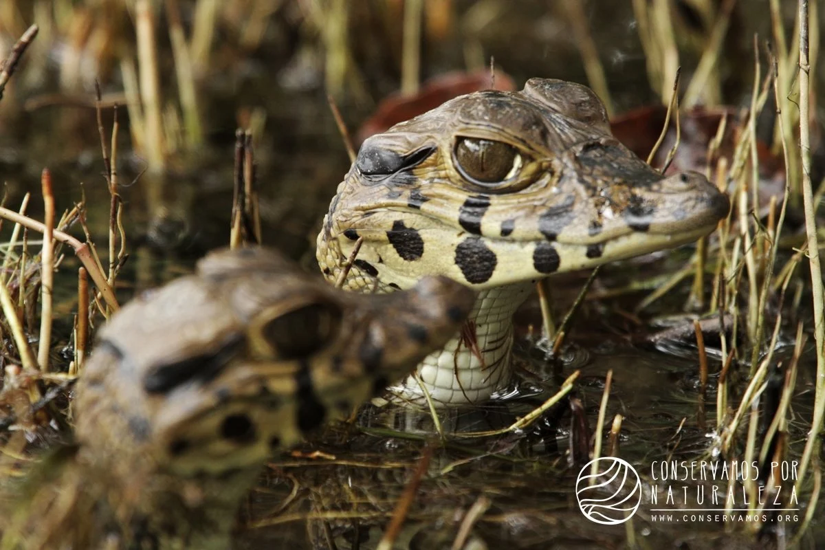 Madre de Dios: Reconocen iniciativa de turismo sostenible como área de conservación privada_Tambopata Ecolodge_Conservamos por naturaleza