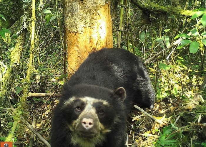 oso-de-anteojos-sernanp