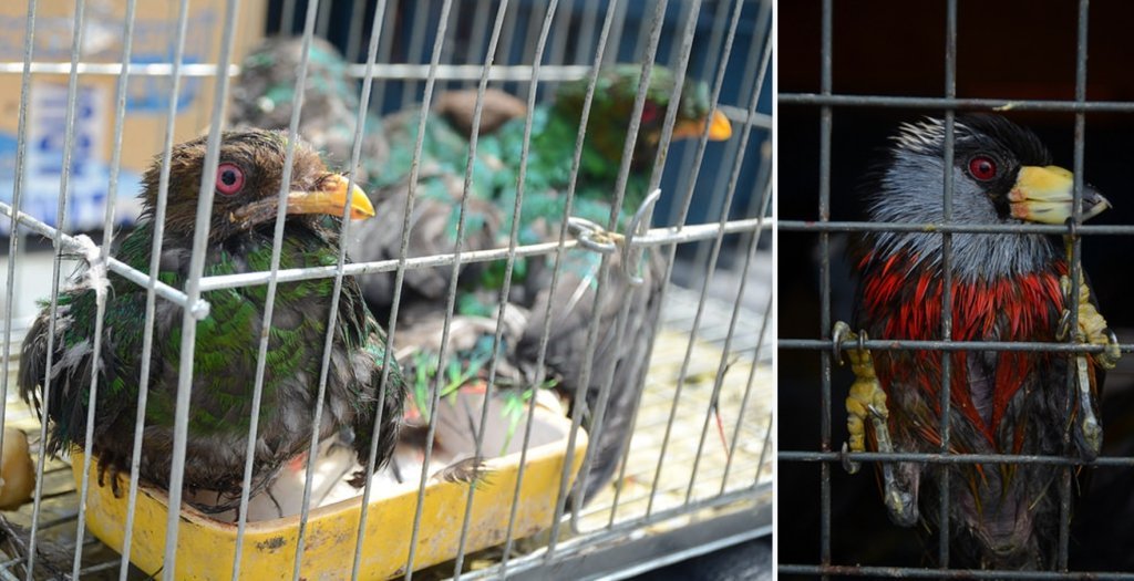 trafico_aves_serfor_actualidad_ambiental_1