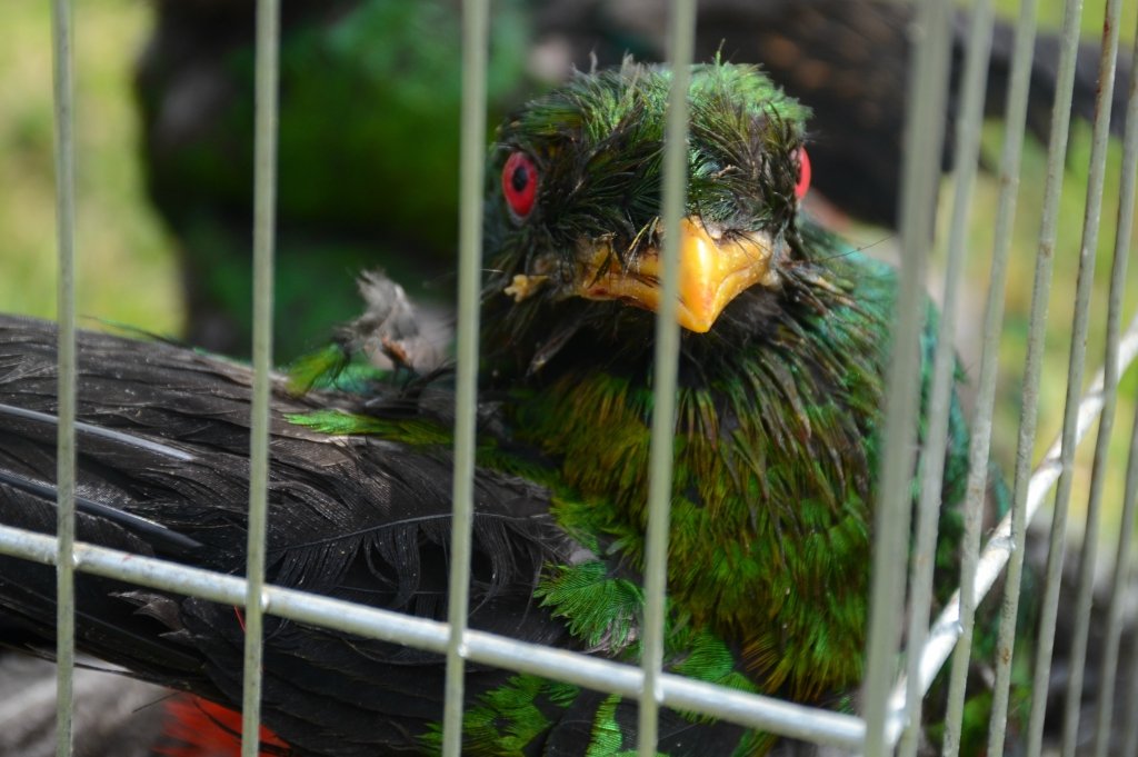 trafico_aves_serfor_actualidad_ambiental_9