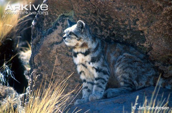 andean-cat-sitting-in-shade