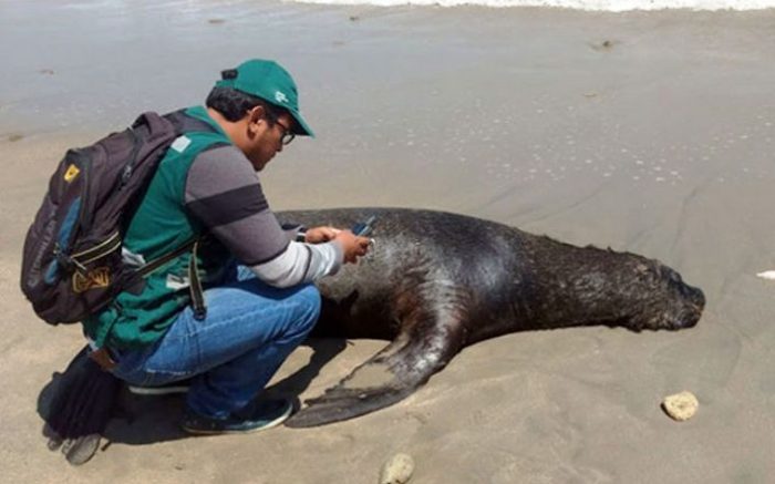 Introducir 35+ imagen porque se cazan los lobos de mar