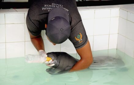 Conoce el Centro de Rescate Amazónico (CREA)