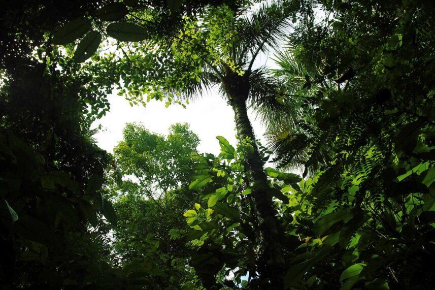 Conoce el Centro de Rescate Amazónico (CREA)