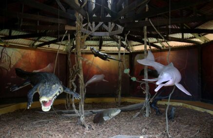 Conoce el Centro de Rescate Amazónico (CREA)