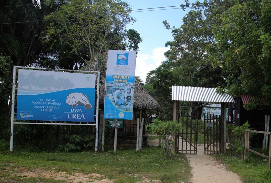 Conoce el Centro de Rescate Amazónico (CREA)