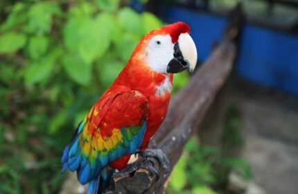 Conoce el Centro de Rescate Amazónico (CREA)