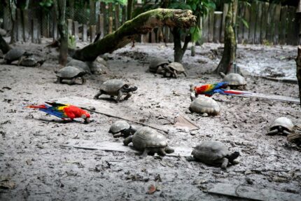 Conoce el Centro de Rescate Amazónico (CREA)