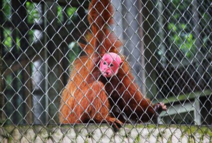 Conoce el Centro de Rescate Amazónico (CREA)