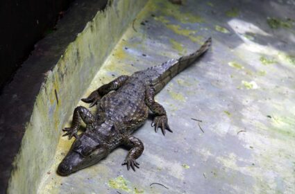 Conoce el Centro de Rescate Amazónico (CREA)