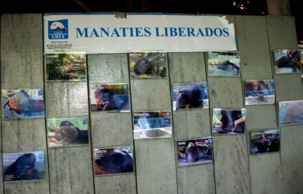 Conoce el Centro de Rescate Amazónico (CREA)