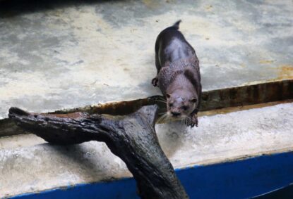 Conoce el Centro de Rescate Amazónico (CREA)