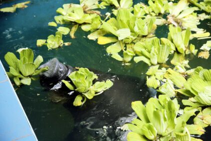 Conoce el Centro de Rescate Amazónico (CREA)