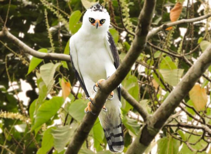 Registran por primera vez al águila blanca y negra en área protegida de  Loreto | SPDA Actualidad Ambiental