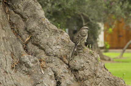 Día Mundial de las Aves Migratorias