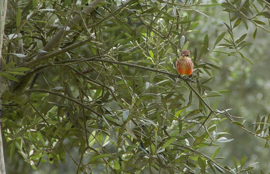 Día Mundial de las Aves Migratorias