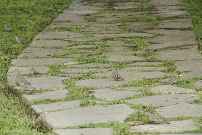 Día Mundial de las Aves Migratorias