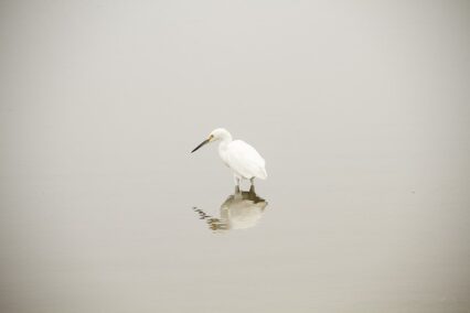Día Mundial de las Aves Migratorias